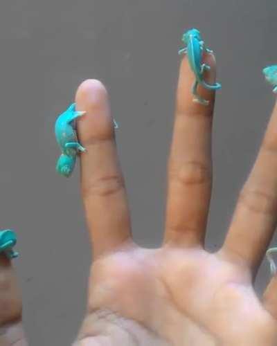 Turquoise chameleons all need new names