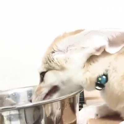 ⚠️ WARNING ⚠️ LOUD SCREES AHEAD ⚠️