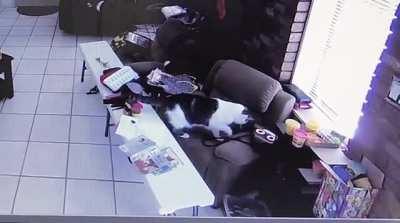 I am a jerk for doing this, but in my defense, I did not expect him to jump face first into the wall