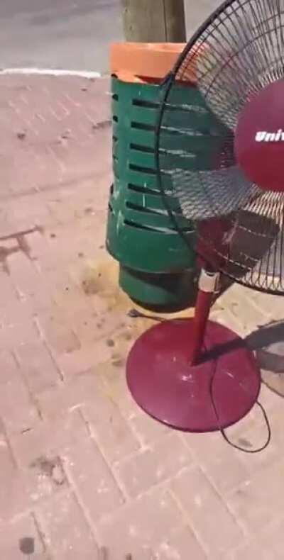 Cursed_fan I found outside. Finally found where to post it. (It wasn't windy AT ALL, the video is from August.)