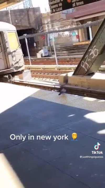 NYC Pigeons commit premeditated homicide