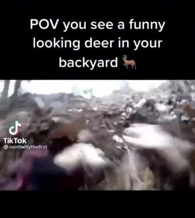 I don’t know if that’s a deer…