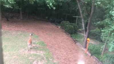 This was from my dad’s little backyard deer family. I get updates on how their doing from time to time.