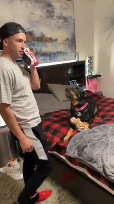 Dog heavily dislikes the vet