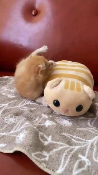 Rolly Polly😌❤️