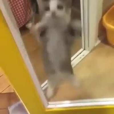 Dancing kittie