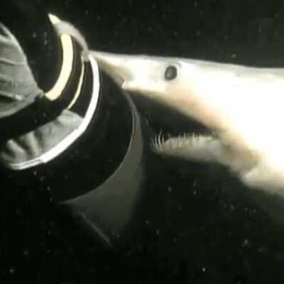 Goblin Shark attempting a chomp