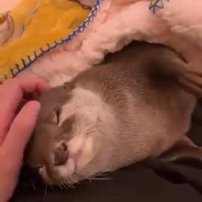 Otters are just water dogs