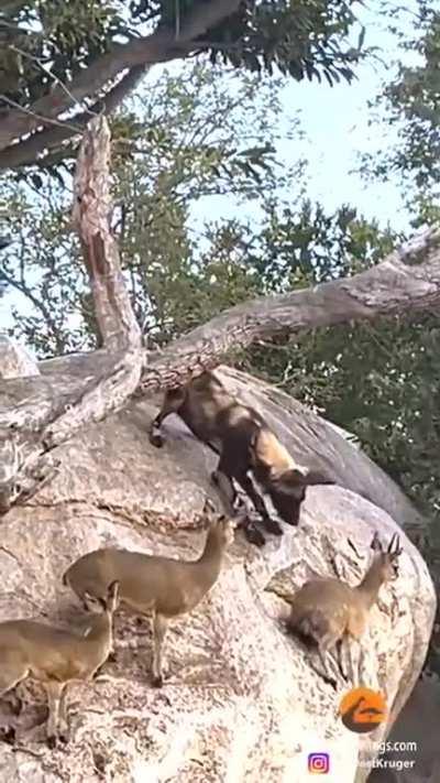 Стратегия выживания антилоп