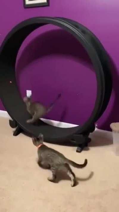 Cats vs laser pointer...