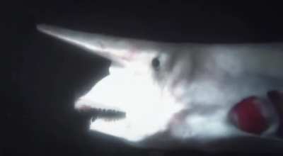 With the goblin shark, it’s pretty straightforward