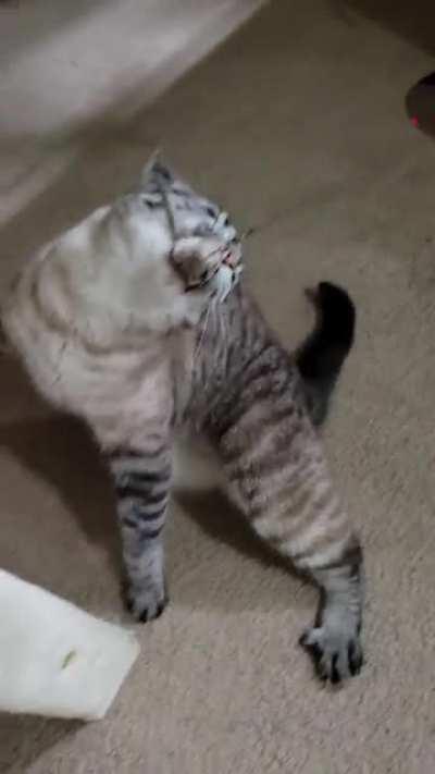 Tug of war airplane ears