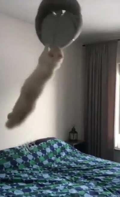 Breaking ball, hooman!