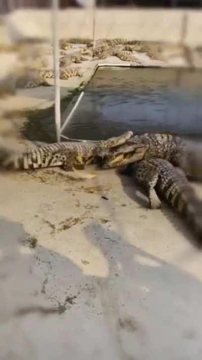 I just wanted to eat some fish