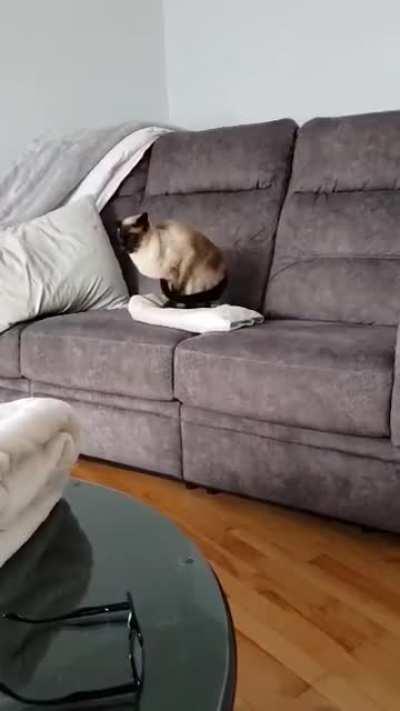 A few weeks ago I posted a video of Edmond the dancing bed making cat, here is another one!