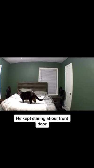 For anyone who don’t think cats care about hoomans, meet Milo