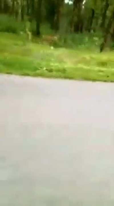 Me afraid to be chased by dogs while cycling. Meanwhile in India...