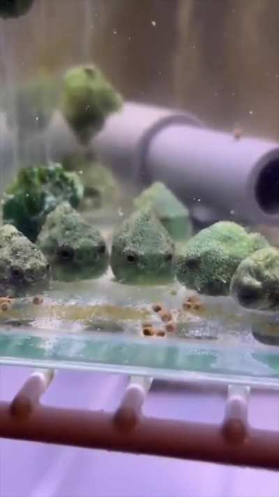 Dango fish found in japan