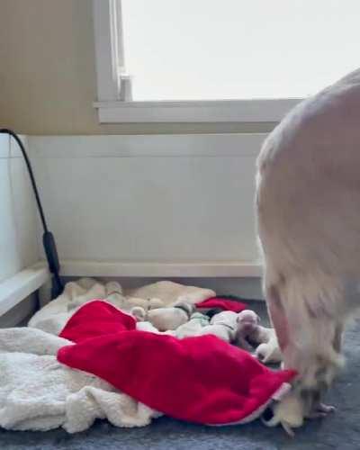 Making sure all her babies are accounted for