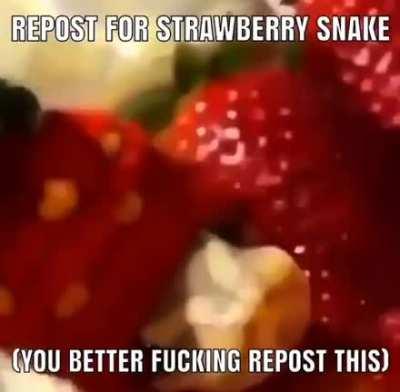strawberry snake