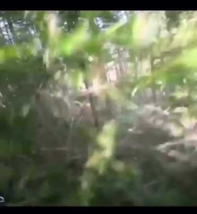 Mtb vs. Deer on a trail.