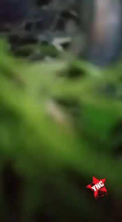 Playing Russian roulette with automatic gun?