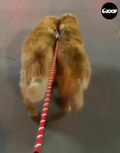 [104/104] Synced Dogs (Bee Gees, Dogs walking)