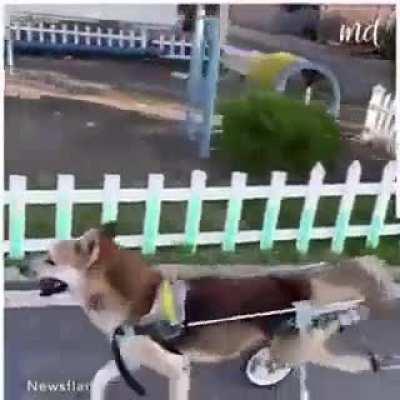 Disabled dog can finally walk and run happily thanks to the man who adopted him