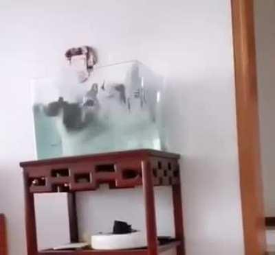 Cartoon physics at its finest.