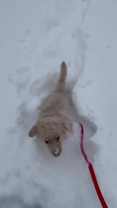 Teddy LOVES the snow!