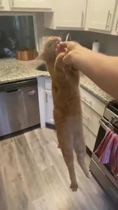 Cat jumping to treat