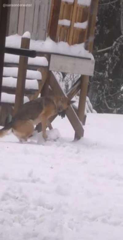 does your dog make giant snowballs?