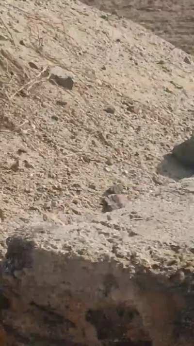 Chameleon ka common name chameleon hi tha kya