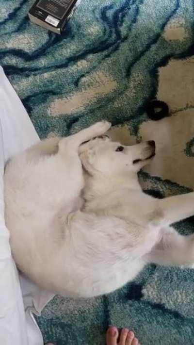 I dont know what happened to him, I heard some commotion and went check on them, and found him like this....XD