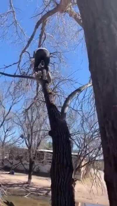 WCGW while Tree Climbing...........