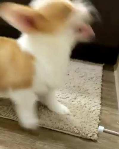 what is meant by this cute puppy🐶🐶🤣🤣