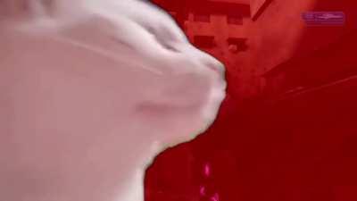 Cat jamming to Halo Theme Gungnir Mix