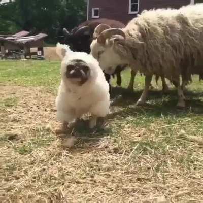 Oh,this is little sheep
