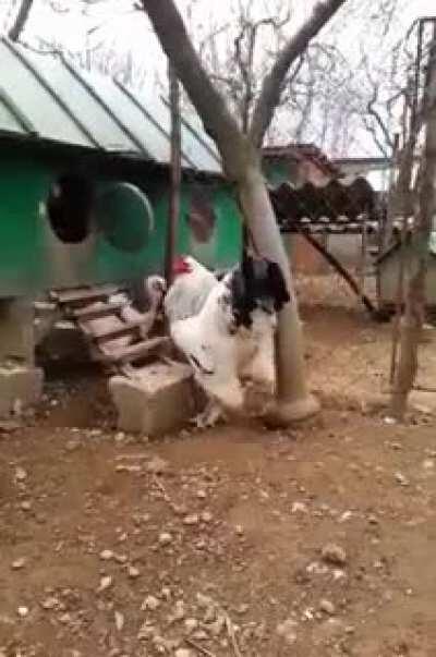 Giant Brahma Rooster steps out of the Hen House.