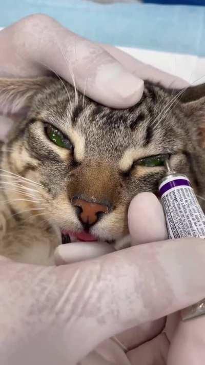 Applying artificial tears to a sedated cats eyes, to keep them moist.