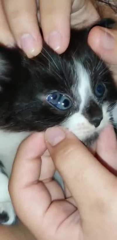 thanks I hate kitten with a third eye