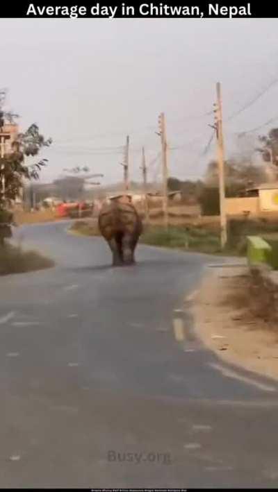 Guest to the town of Chitawan..