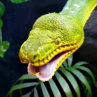 🔥 Emerald tree boa yawning