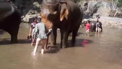 They say elephants are good judges of people