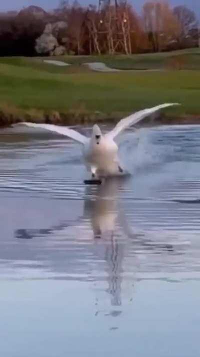 🔥 Swan coming in for a landing