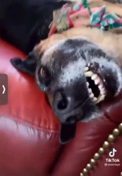 dog sounding like he understands english