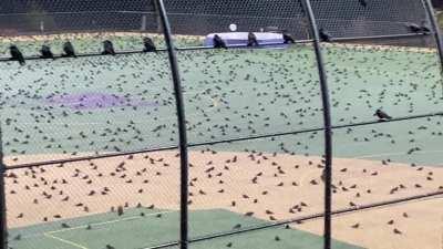 Meanwhile, a fine murder is in progress at UW Bothell