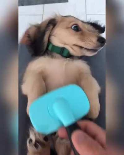 Weiner boi loves to be brushed