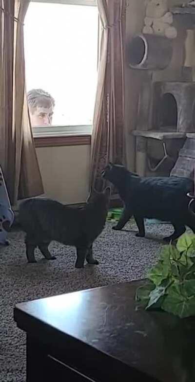 My dad didn't want cats... yet here he is