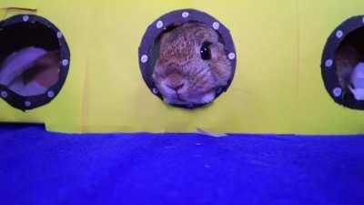 Tiny Bunnies Eating a Tiny Sub and Playing in a Tiny Sub for National Submarine Day!